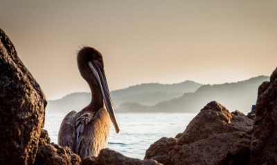 пеликан бурый пеликан птица скалы море