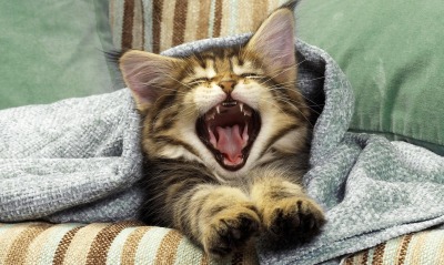 кошка зевает покрывало кровать