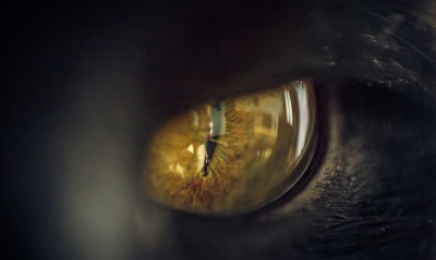 глаз кошка зрачок