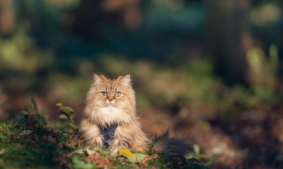 кот пушистый на земле трава листья