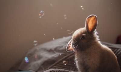 кролик уши пузыри шарики