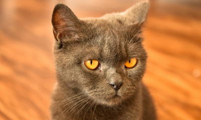 кот серый дымчатый британец морда глаза
