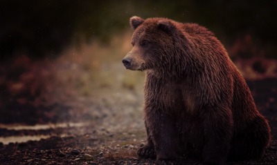 медведь грустный взгляд земля