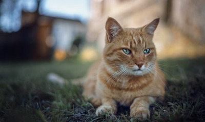 кот рыжий на траве
