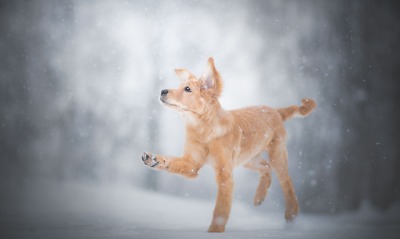 собака снег щенок зима рыжий пес