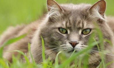 кот трава морда взгляд