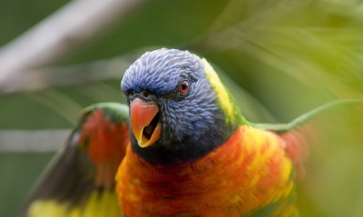 попугаи волнистые макро