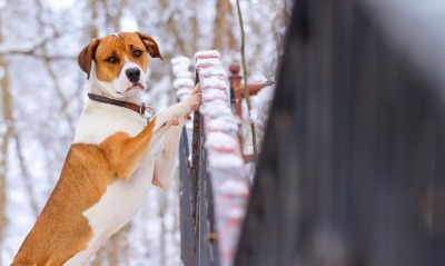 собака забор мордочка снег зима