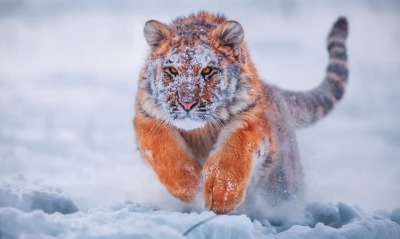 тигр снег прыжок