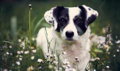 собака цветы поляна