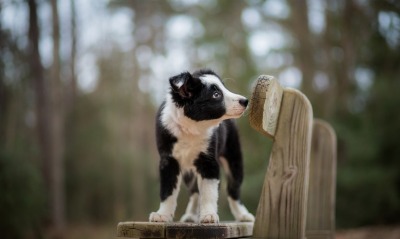 собака щенок скамейка лес размытость