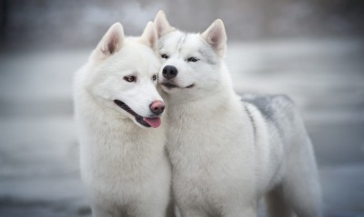 гренландские собаки, милые