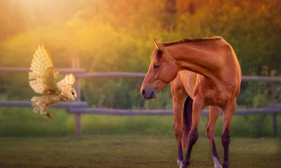 лошадь птица забор трава деревья