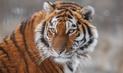 тигр полосатый морда хищник
