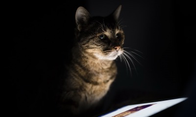 кошка планшет темнота черный фон