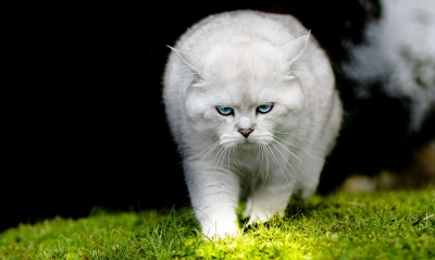 кот белый трава морда