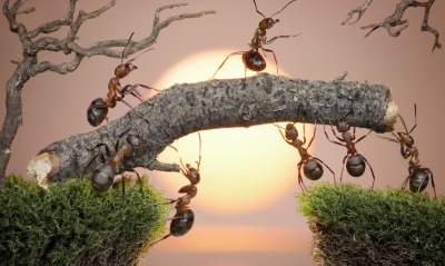 муравьи, кора