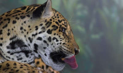 леопард морда язык