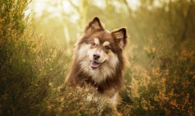 собака веселый в траве трава уши