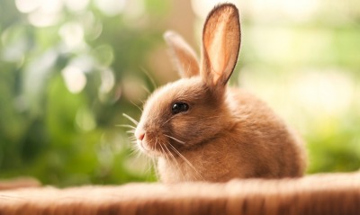 заяц уши кролик мордочка усы