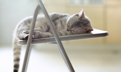 котенок спит стул дымчатый