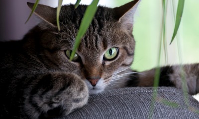 кот диван листья взгляд