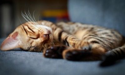 кот спит полосатый усы