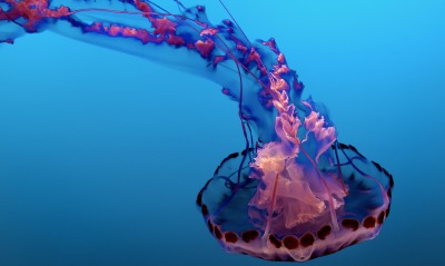медуза глубина океан