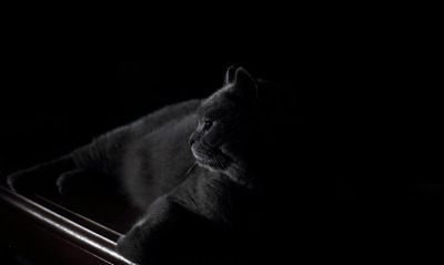 кот темнота британец черный фон