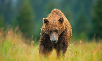 медведь бурый трава