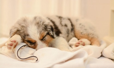 собака щенок спит одеяло