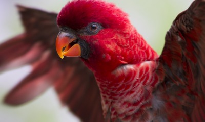 попугай, красный