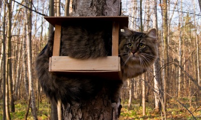 кот кормушка лес дерево