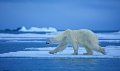 медведь льдина белый полюс