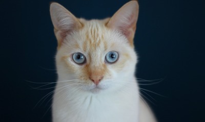 кот голубые глаза белый