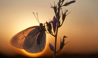 бабочка травинка закат
