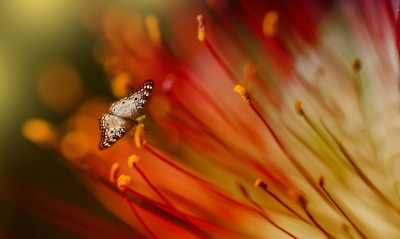 бабочка крупный план цветок красный