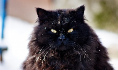 кот черный пушистый морда