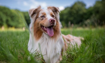 собака трава веселый пес