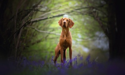 собака лес цветы