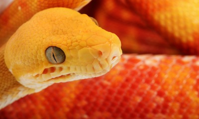 змея, желтая