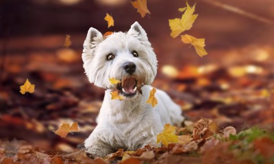 собака листья осень игривая