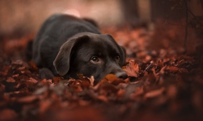 собака пес черный листья притаился