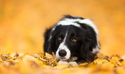 собака лежит мордочка листья осень