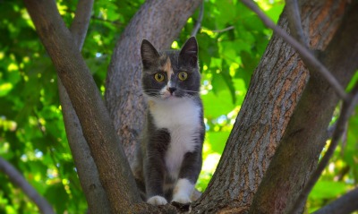 котенок, дерево