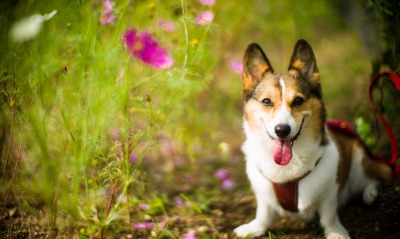 собака трава поляна цветы