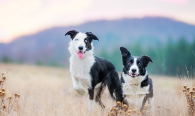 собаки поле трава