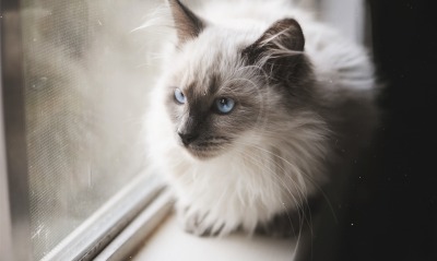 кот дымчатый голубые глаза