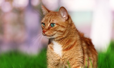 кот рыжий взгляд трава