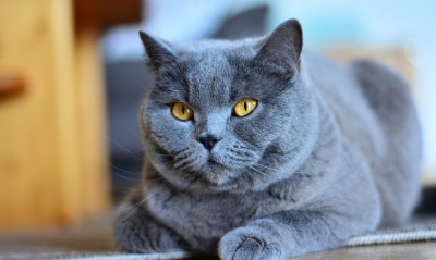кот британец дымчатый серый глаза